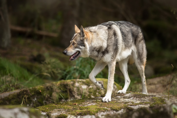 Saarloosův vlčák, foto: Shutterstock