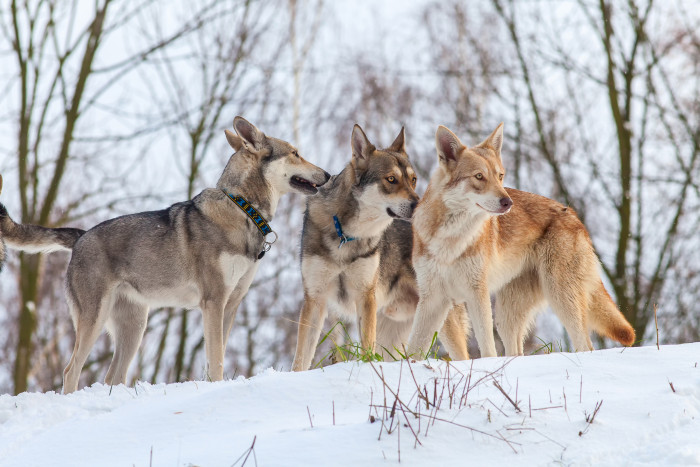 Saarloosův vlčák, foto: Shutterstock