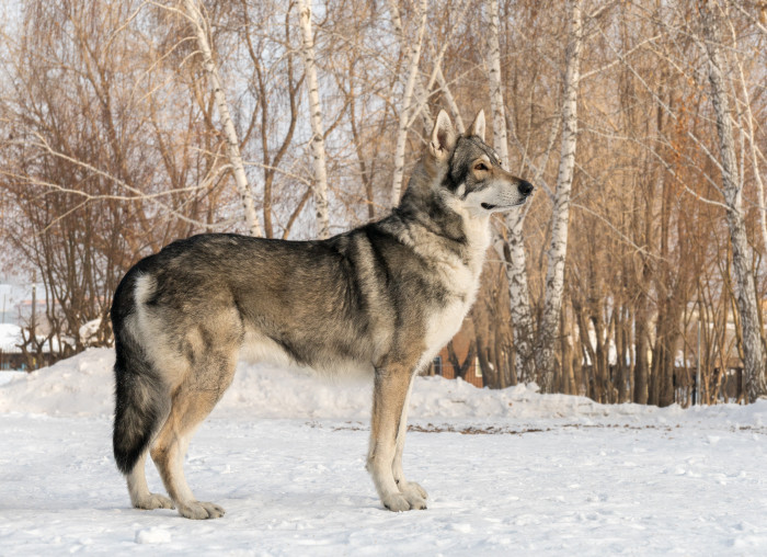 Saarloosův vlčák, foto: Shutterstock