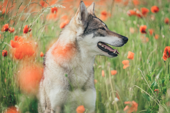 Saarloosův vlčák, foto: Shutterstock