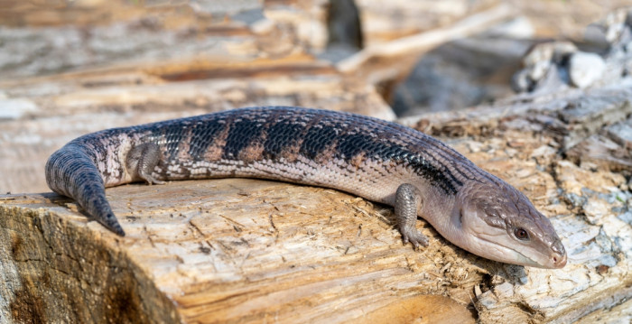 Tilikva australská, foto: Shutterstock