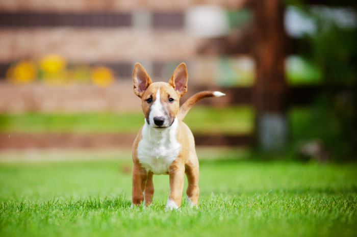 Miniatrurní bulteriér - štěně, foto: Shutterstock