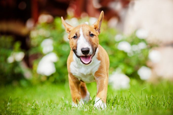 Miniatrurní bulteriér - štěně, foto: Shutterstock