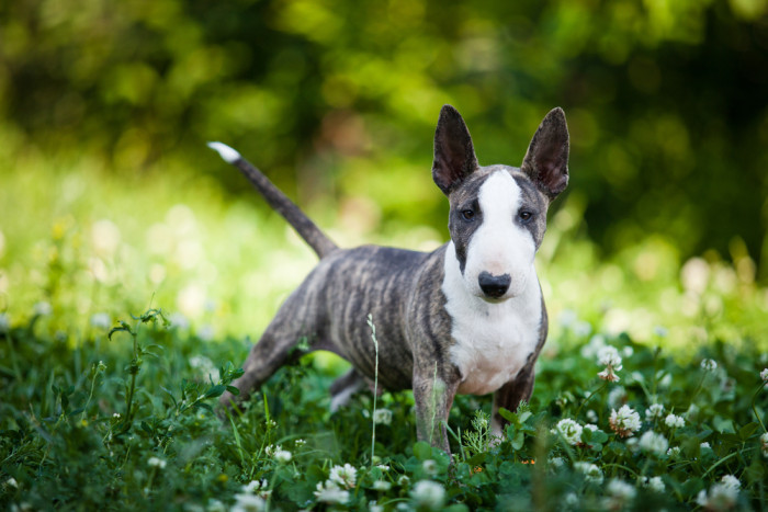 Miniatrurní bulteriér, foto: Shutterstock
