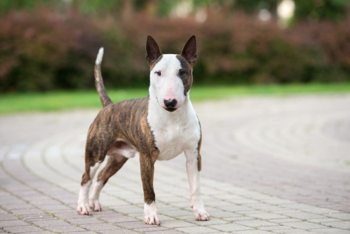 Miniatrurní bulteriér, foto: Shutterstock
