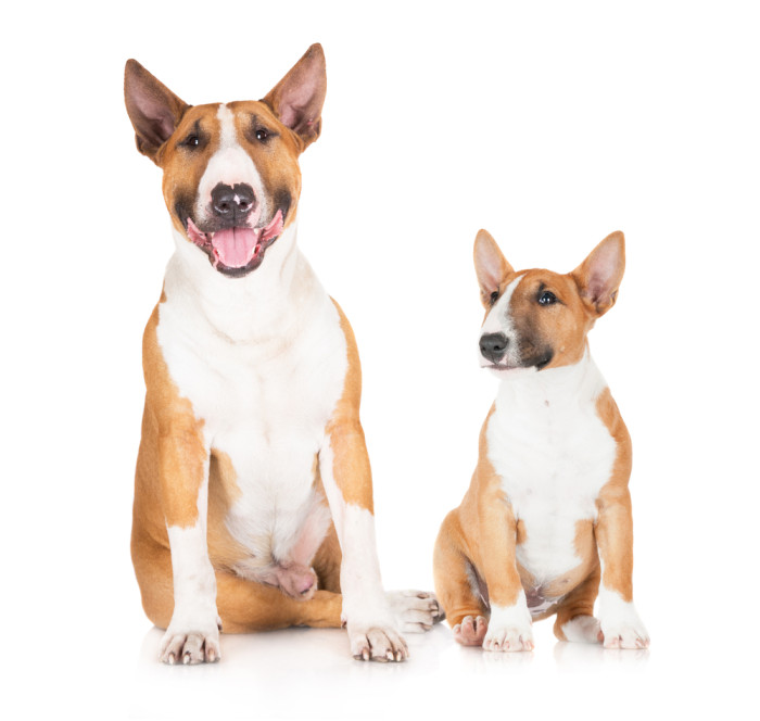 Srovnání velikosti standardního a miniaturního bulteriéra. Foto: Shutterstock