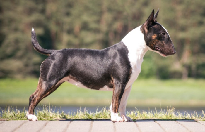 Miniatrurní bulteriér, foto: Shutterstock
