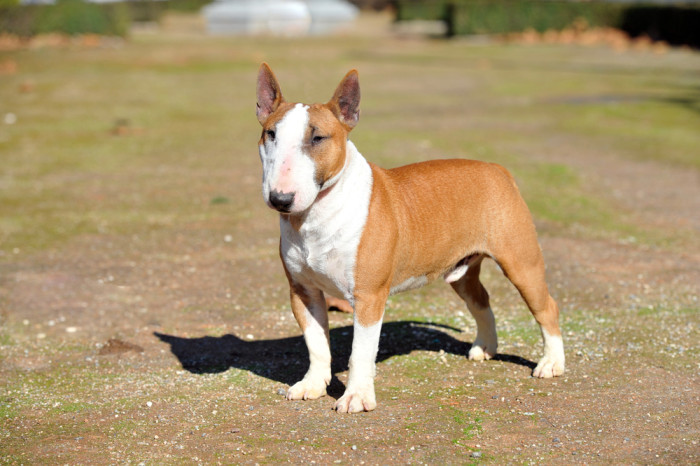 Miniatrurní bulteriér, foto: Shutterstock
