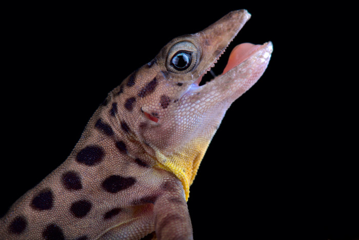 Anolis sabanus, foto: Shutterstock