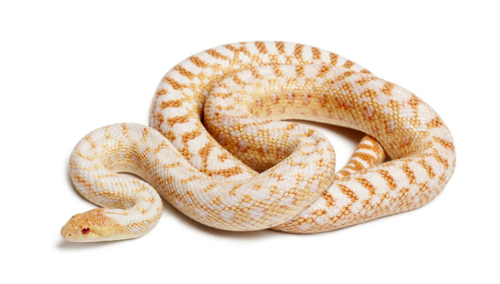 Užovka býčí albino, foto: Shutterstock