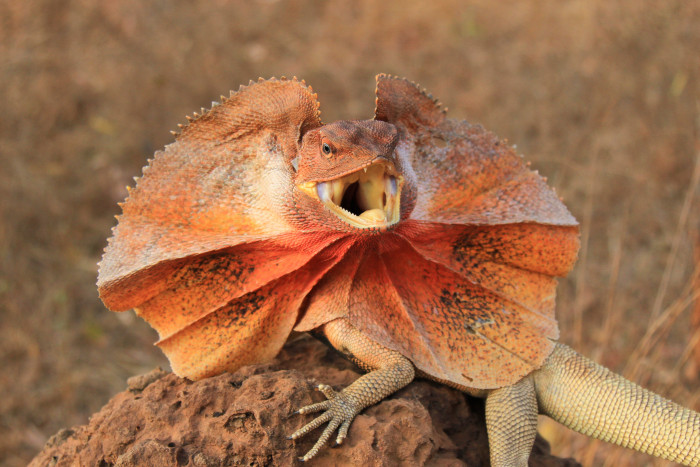 Agama límcová, foto: Shutterstock