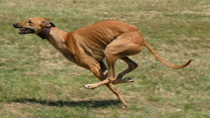Greyhound, foto: Shutterstock