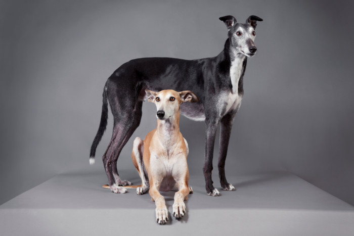 Greyhound, foto: Shutterstock