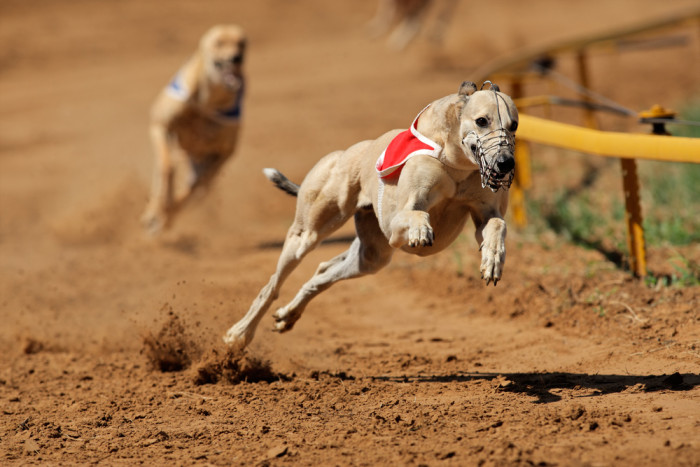 Greyhound, foto: Shutterstock