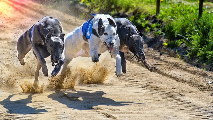 Greyhound, foto: Shutterstock