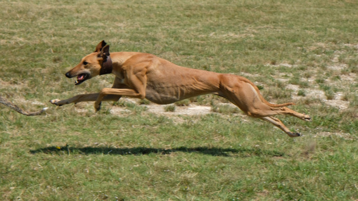 Greyhound, foto: Shutterstock