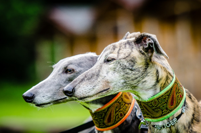 Greyhound, foto: Shutterstock