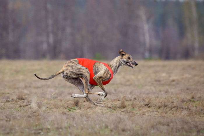 Greyhound, foto: Shutterstock