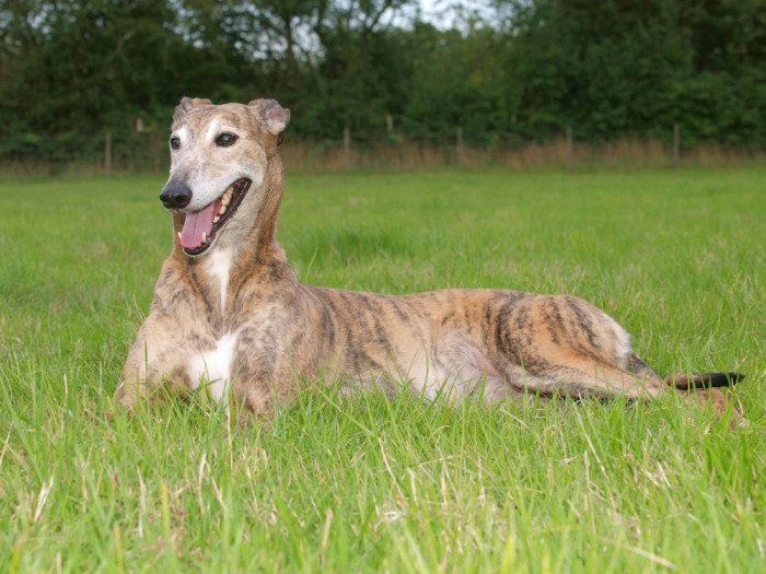 Greyhound, foto: Shutterstock