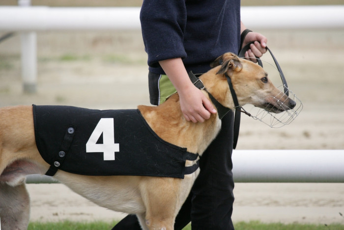 Greyhound, foto: Shutterstock