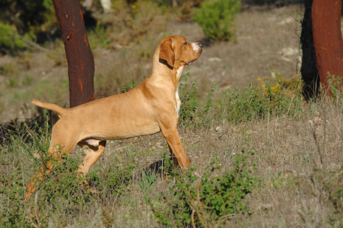 Portugalský ohař, foto: Shutterstock