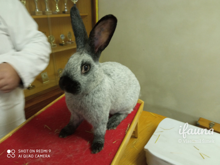 Francouzský stříbřitý z chovu př. Daňka (2020) - detail přední partie