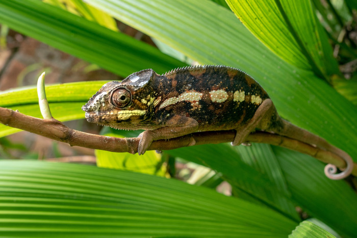Chameleon obrovský, foto: Shutterstock