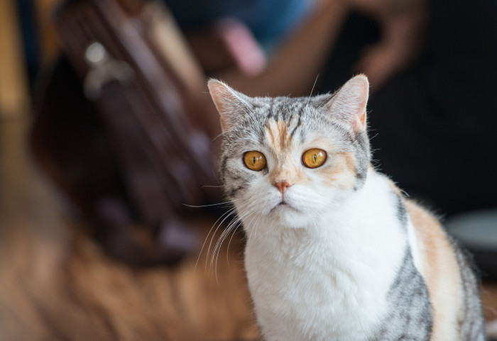 Americká drsnosrstá kočka, foto: Shutterstock