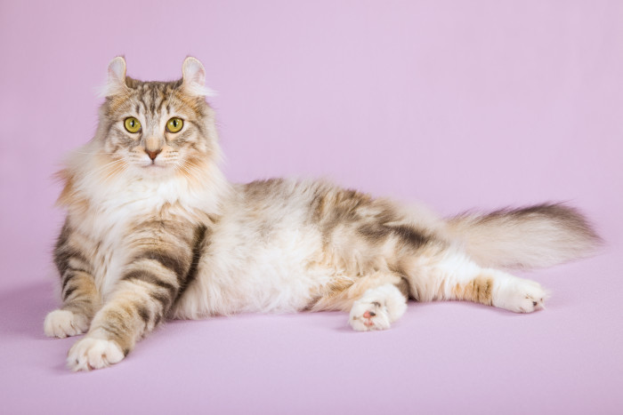 Americký curl dlouhosrstý, foto: Shutterstock