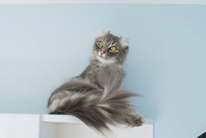 Americký curl dlouhosrstý, foto: Shutterstock