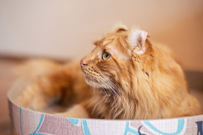 Americký curl dlouhosrstý, foto: Shutterstock