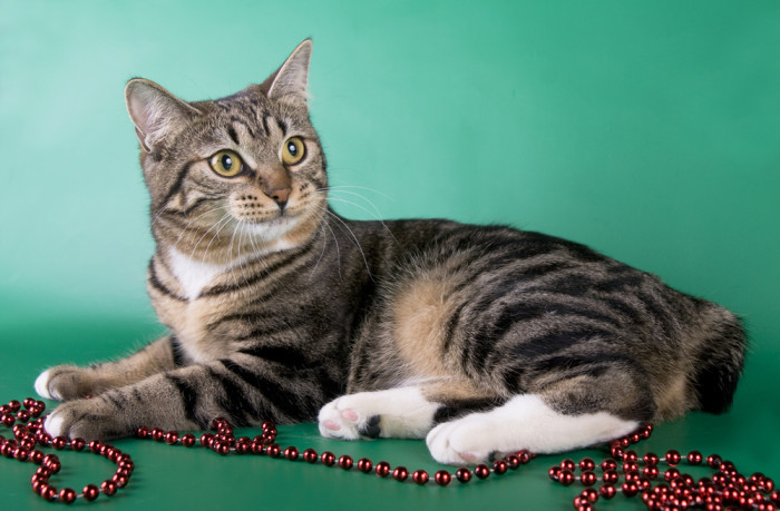 Americký bobtail, foto: Shutterstock