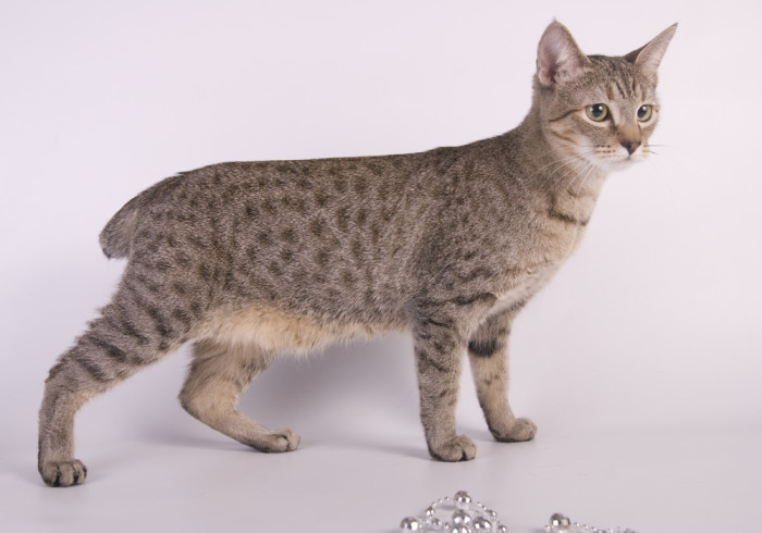 Americký bobtail, foto: Shutterstock