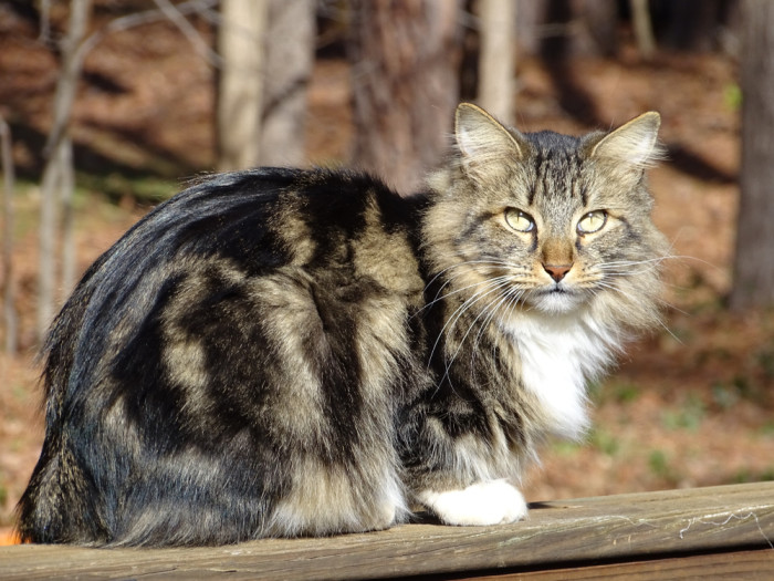 Americký bobtail s delší srstí, foto: Shutterstock