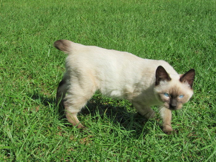 Americký bobtail, foto: Shutterstock