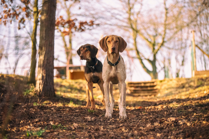 Evropský saňový pes, foto: Shutterstock