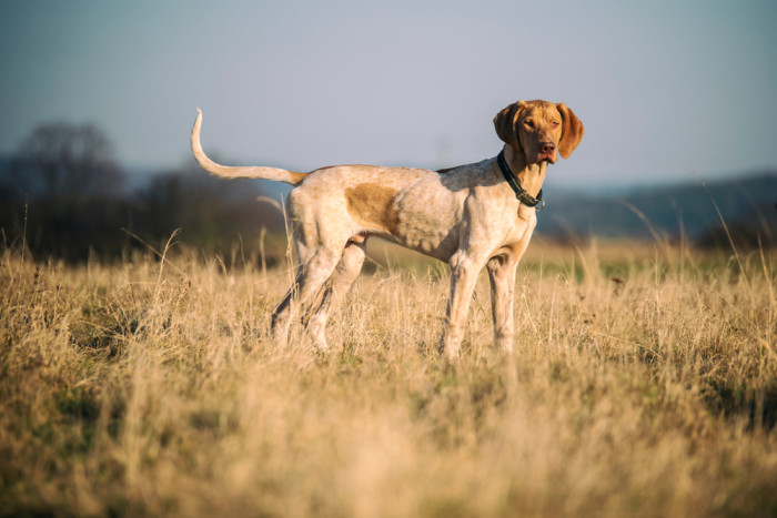Evropský saňový pes, foto: Shutterstock