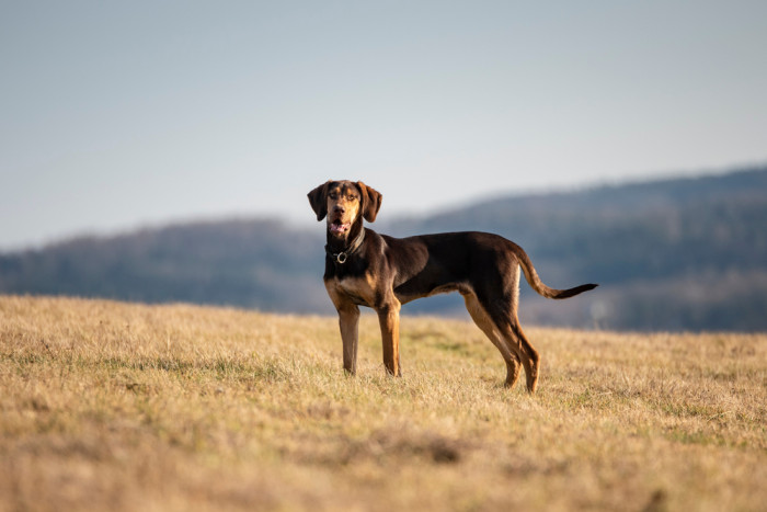 Evropský saňový pes, foto: Shutterstock