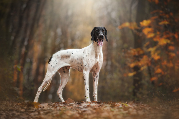Evropský saňový pes, foto: Shutterstock