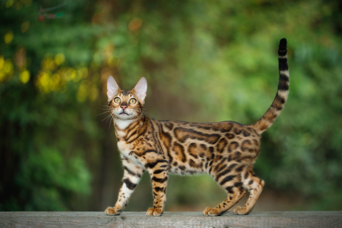 Bengálská kočka, foto: Shutterstock