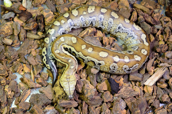 Krajta pestrá, foto: Shutterstock
