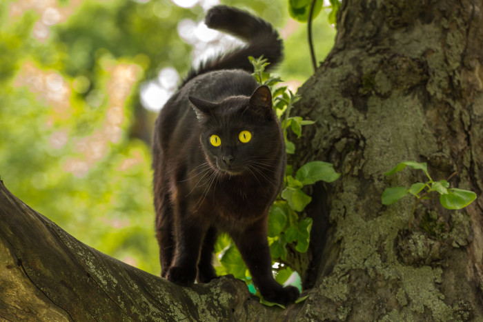 Bombajská kočka, foto: Shutterstock