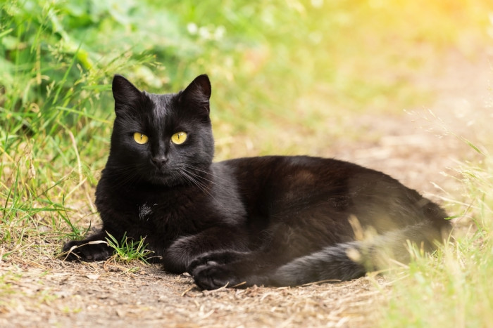 Bombajská kočka, foto: Shutterstock