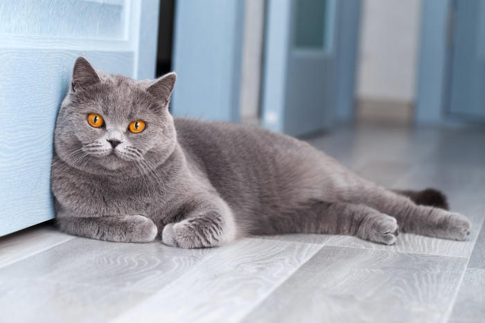 Britská krátkosrstá kočka v oblíbeném modrém zbarvení, foto: Shutterstock