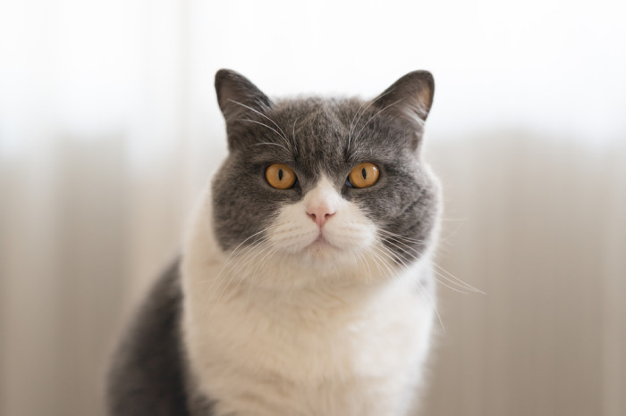 Britská krátkosrstá kočka, foto: Shutterstock