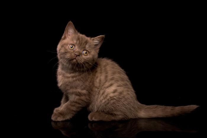 Kotě britské krátkosrsté kočky, foto: Shutterstock