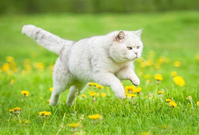 Britská krátkosrstá kočka, foto: Shutterstock