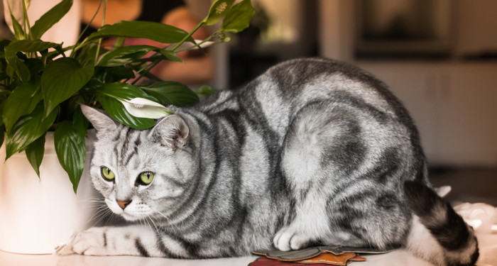 Britská krátkosrstá kočka, zbarvení Whiskas, foto: Shutterstock