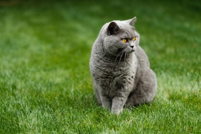 Britská krátkosrstá kočka, foto: Shutterstock