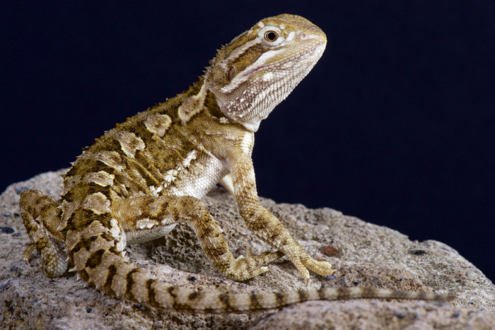 Agama trpasličí, foto: Shutterstock